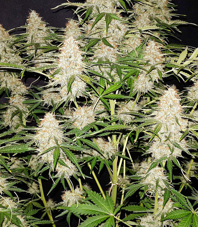 Original Jack Herer Auto fem (FastBuds) семена конопли