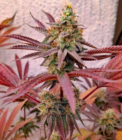 Purple Punch X Lemon Drizzle fem от Barney's Farm семена конопли