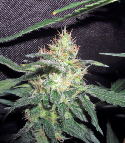 Pineapple Skunk reg (Humboldt Seeds) семена конопли