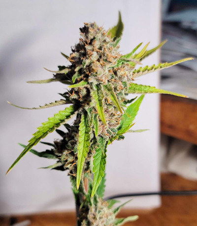 Purple Russian Express (Kalashnikov Seeds) семена конопли
