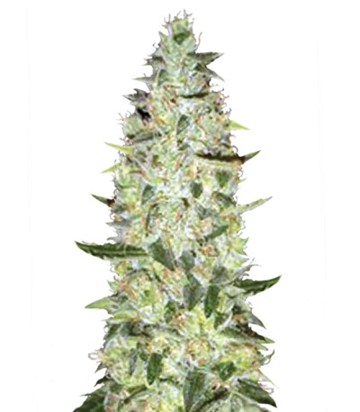 Auto Super Skunk fem (Bulk Seed Bank) семена конопли