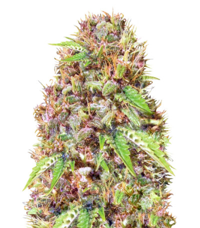 Super Mazar fem (Victory Seeds) семена конопли