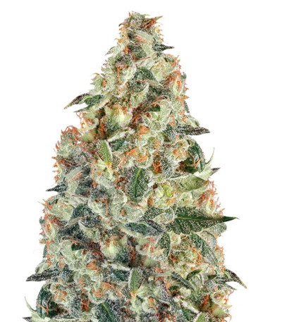 Super Skunk Auto fem (Dr. Krippling Seeds) семена конопли