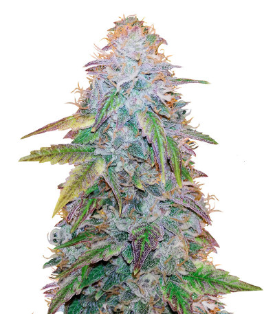 Watermelon Zkittlez fem (Pyramid Seeds) семена конопли