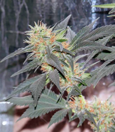 White Widow fem (Pyramid Seeds) семена конопли