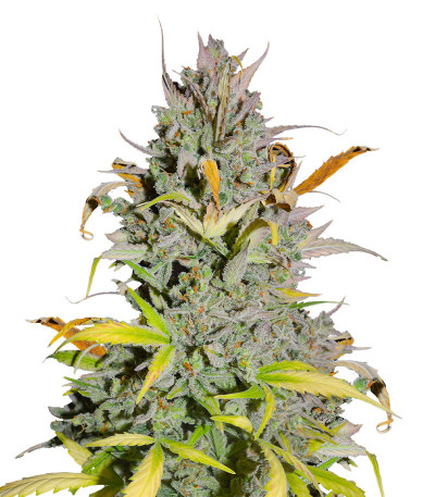 Crystal WW Autoflower fem (Easy Grow Seeds) семена конопли