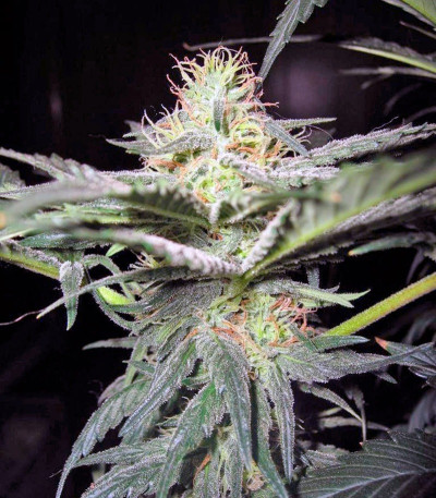 King’s Kush fem семена конопли