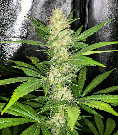 Monster Pebbles (Monster Genetics) семена конопли