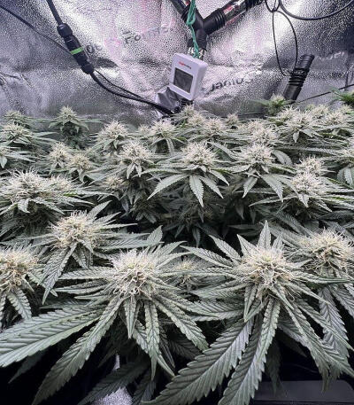 Northern Lights 10 of 10 fem (Seedkeepers) семена конопли