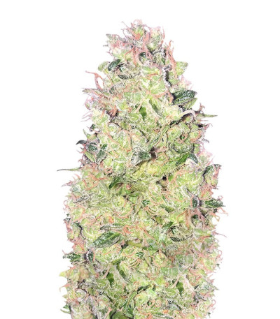 Сорт марихуаны Ramses fem шишки