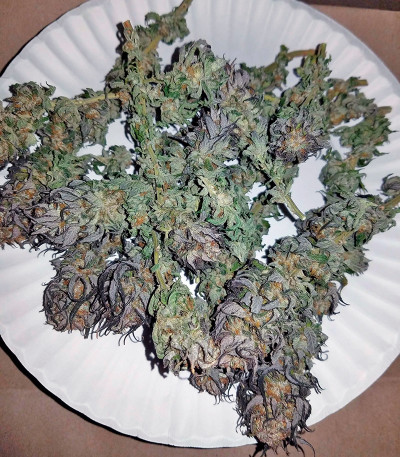 707 Headband fem (Humboldt Seeds) семена конопли