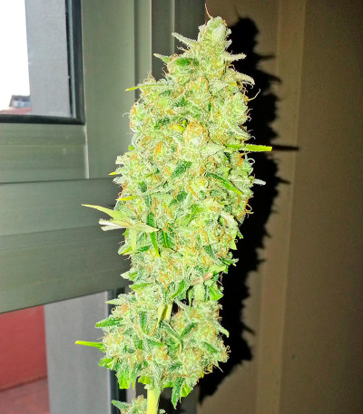 Afghan Kush X Skunk fem (World of Seeds) семена конопли