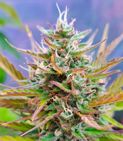 Auto Fire DOG fem (Advanced Seeds) семена конопли