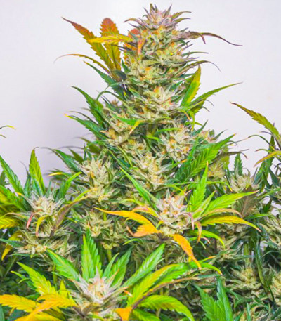 Auto Mokum's Tulip fem (Dutch Passion) семена конопли