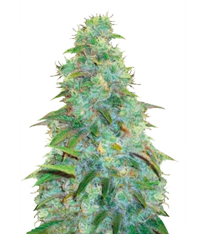 Auto Sweet Tooth fem (Bulk Seed Bank) семена конопли