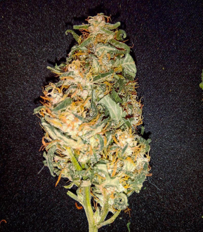 Auto Tutankhamon fem (Pyramid Seeds) семена конопли