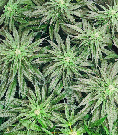 Bubba Kush fem семена конопли