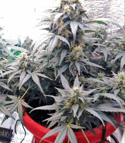 B. Lee Auto fem марихуана