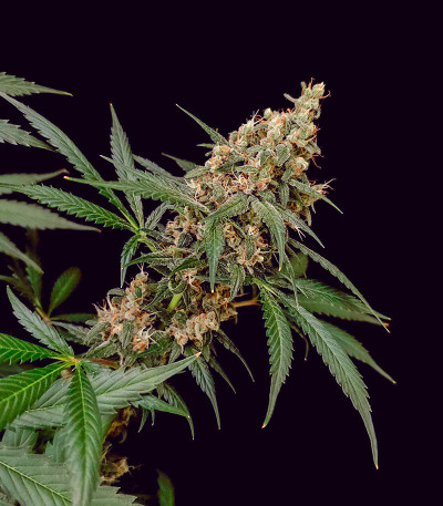 Black Muffin F1 Fast Version fem (Sweet Seeds) семена конопли