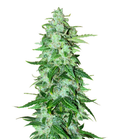 Brain Stroke Auto fem (High Speed ​​Buds) семена конопли