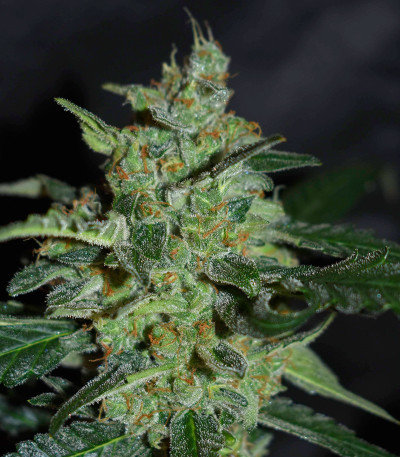 Bruce Banner #3 fem (Original Sensible Seeds) семена конопли