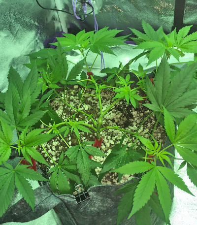 Bubba Gum Auto fem (Dr. Krippling Seeds) семена конопли