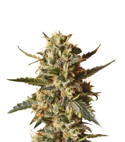 Bubblegum XL fem (Royal Queen Seeds) семена конопли