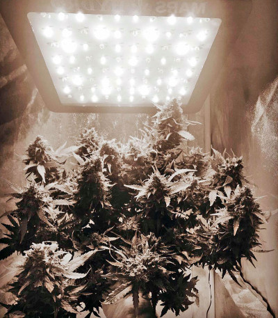 Bubblelicious Automatic fem (Nirvana Seeds) семена конопли