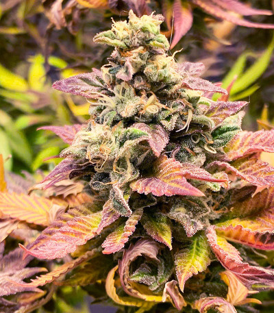 Chem Cookies fem (AlphaFem Seeds) семена конопли