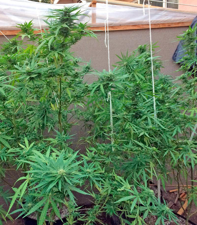 Critical Cheese fem (Dinafem Seeds) семена конопли