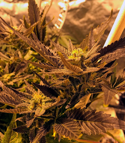 Сорт марихуаны Critical Kush