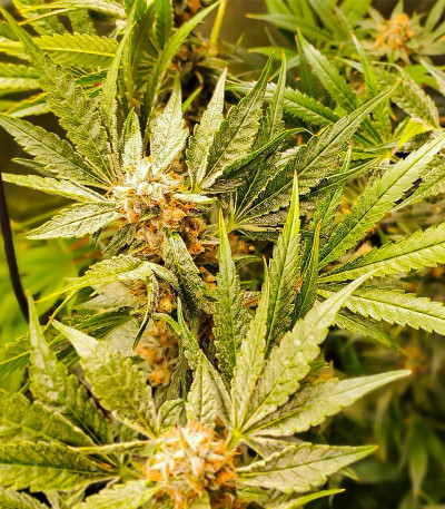 Dozy Cake fem (AlphaFem Seeds) семена конопли