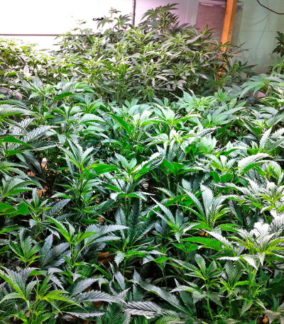 Dr. Greenthumb’s Em-Dog by B-Real fem семена конопли