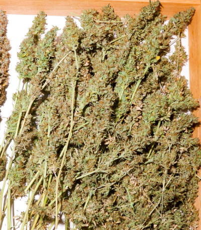 Семена конопли сорта Haze Auto