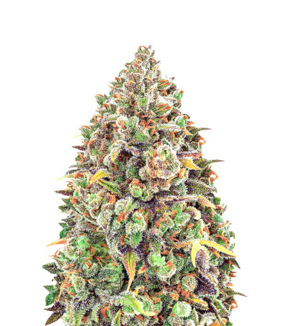 Haze Queen fem (Anesia Seeds) семена конопли