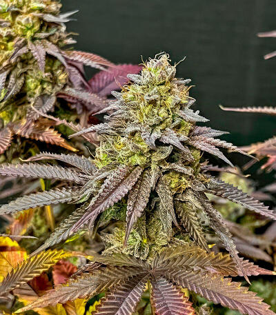 Insane OG семена конопли