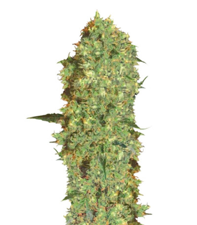 Marley's Bud fem семена конопли