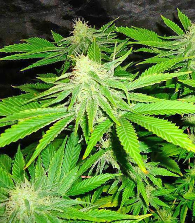 Medical 49 CBD+ fem (Vision Seeds) семена конопли