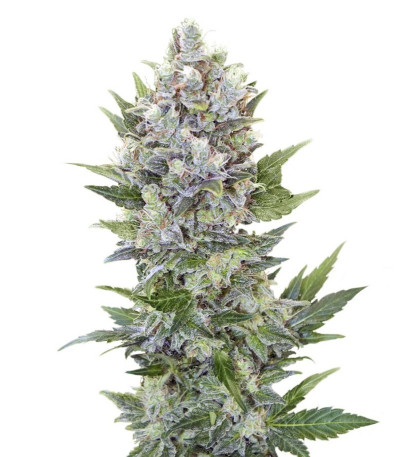 Northern Light Automatic fem (Royal Queen Seeds) семена конопли