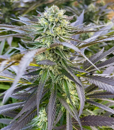 Purple Punch F1 fem (Seedkeepers) семена конопли