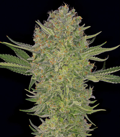 Serious Kush fem (Serious Seeds) семена конопли