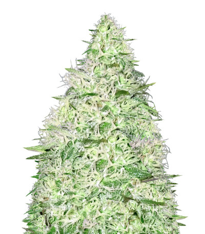 Silver Buddha Haze fem (Sumo Seeds) семена конопли