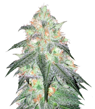 Auto Sour Diesel fem (Bulk Seed Bank) семена конопли