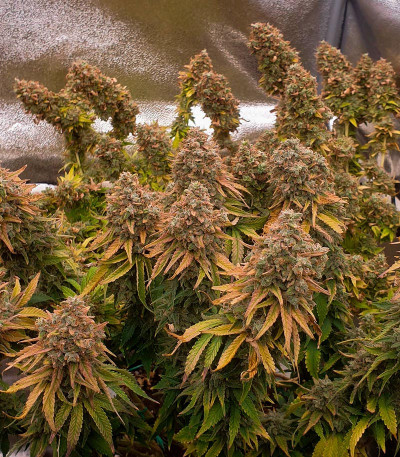 Sour Strawberry fem (Barney's Farm) семена конопли