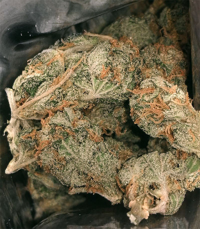 Sugar Bomb Punch fem (Dutch Passion) семена конопли