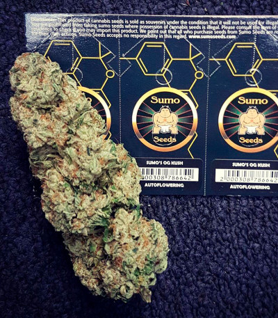 Sumo's OG Kush fem (Sumo Seeds) семена конопли