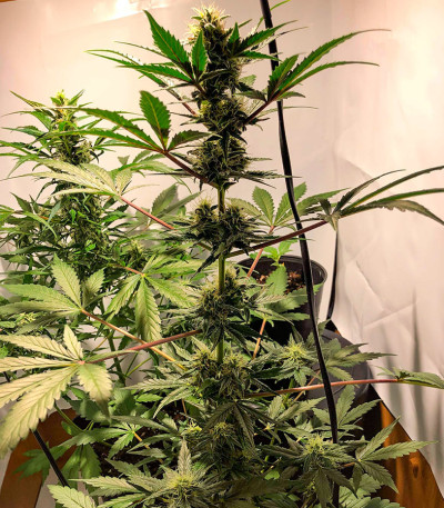 Super Glue #4 Auto fem (High Speed ​​Buds) семена конопли
