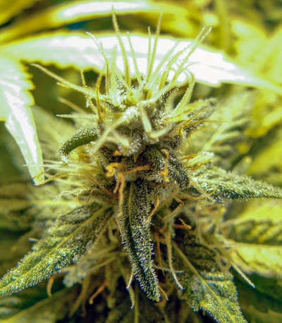 Thai Fantasy Max Auto fem семена конопли