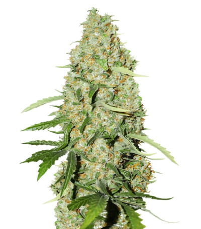 Купить семена марихуаны Think Fast шишки