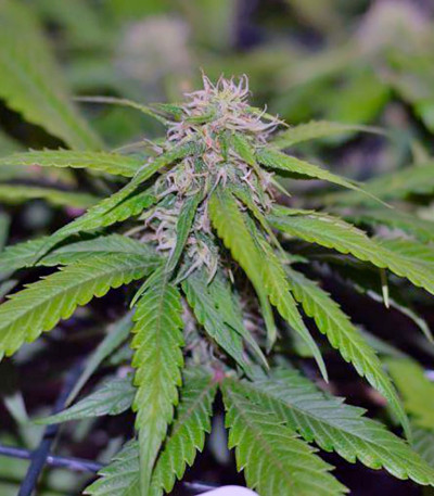 Cream Mandarine XL Auto fem (Sweet Seeds) семена конопли